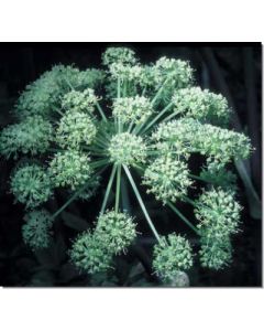 angelica-engelwurz-weiss