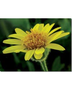 arnica-arnika