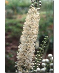 black-cohosh-traubensilberkerze