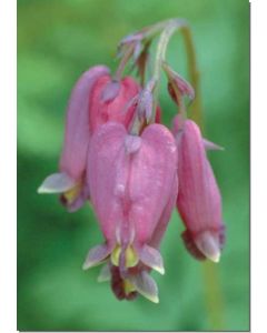 bleeding-heart-tränendes-herz