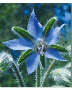 borage-borretsch