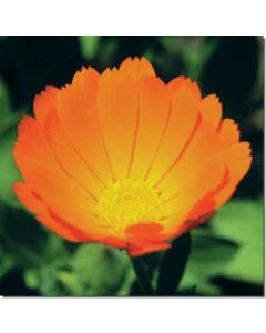 calendula-ringelblume