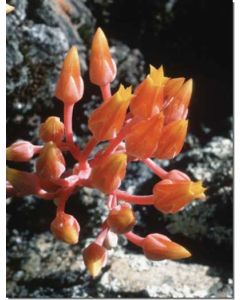 canyon-dudleya-dudleya