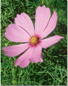 cosmos-cosmea