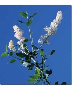 deerbrush-säckelblume
