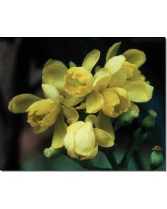 oregon-grape-mahonie