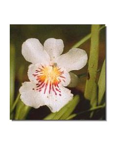 4-angel-of-protection-orchid-stockb-15-ml