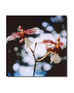 5-channeling-orchid-stockb-15-ml