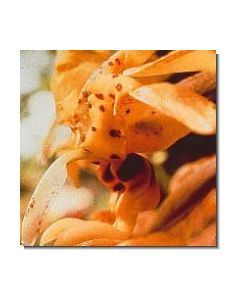 6-chocolate-orchid-stockb-15-ml