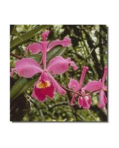 10-füllhorn-cattleya-stockb-15-ml
