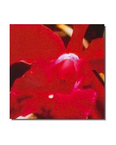 12-heart-orchid-stockb-15-ml