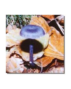 amethystblauer-lacktrichterling-15-ml