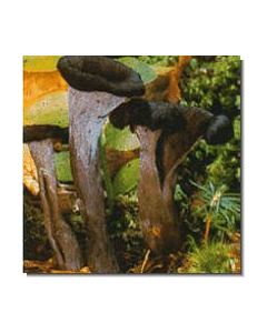 herbsttrompete-15-ml