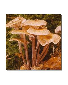 knopfstieliger-rübling-15-ml