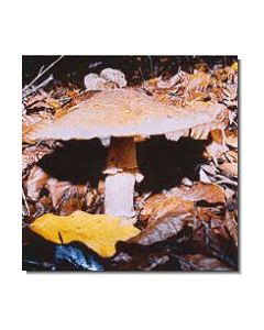 1parasol-15-ml