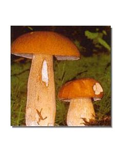 1sommer-steinpilz-15-ml
