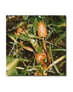1amazonas-pilz-nr1-kernkeulen-15-ml