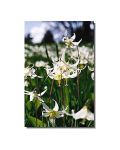 EasterLily