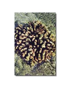 Coral