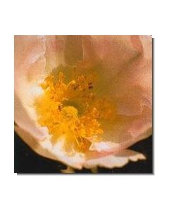 japanische-rose-stockb-15-ml