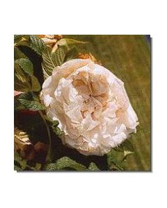 apfelrosenhybride-»souvenir-de-philemon-cochet«-stockb-15-ml