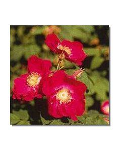tibetanische-bergrose-stockb-15-ml