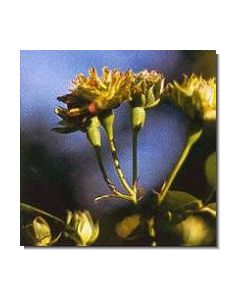 grüne-rose-stockb-15-ml