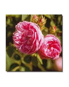 1provence-rose-stockb-15-ml