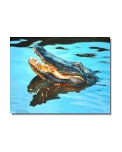 Alligator Krokodil