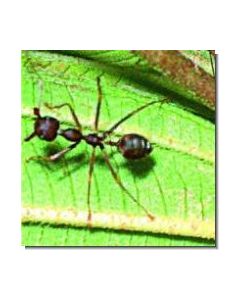 Ant Ameise