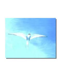 ArcticTern Küstenseeschwalbe