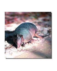 Armadillo Gürteltier