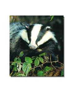 Badger Dachs
