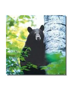 Bear Bär