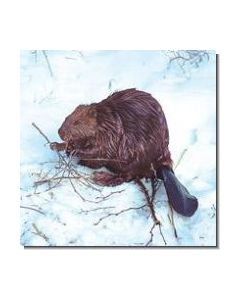 Beaver Bieber