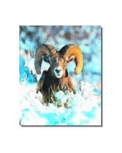BighornSheep Dickhornschaf