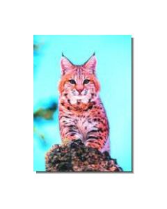 Bobcat Rotluchs