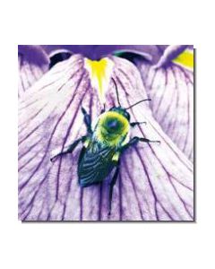 Bumblebee Hummel