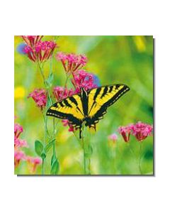 Butterfly Schmetterling