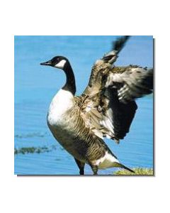 CanadaGoose Kanadagans