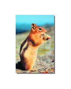 Chipmunk Streifenhörnchen