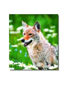 Coyote Kojote