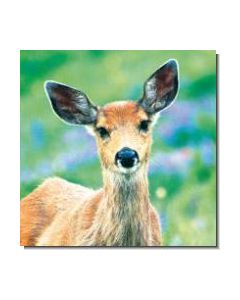Deer Reh