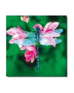 Dragonfly Libelle