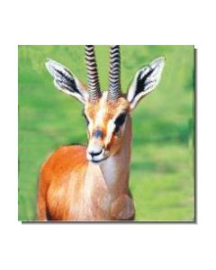 Gazelle
