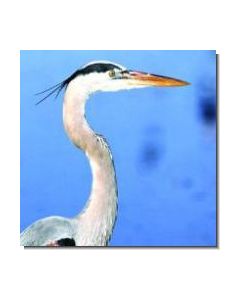 GreatBlueHeron Kanadareiher
