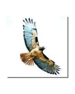 Hawk Habicht