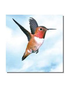 Hummingbird Kolibri