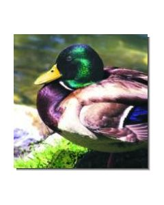 Mallard Wildente