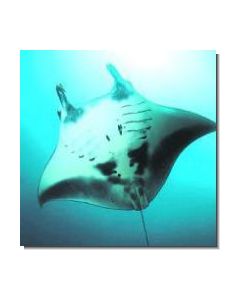 MantaRay Mantarochen